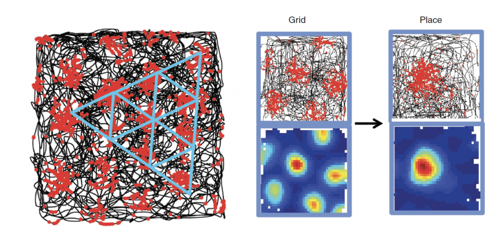 Spatial memory: the emergence of place cells and grid cells